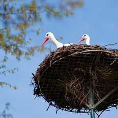 Viel Sonne und blauer Himmel sind auch für heute vorhergesagt. (Archivbild) Foto: Uwe Anspach/dpa