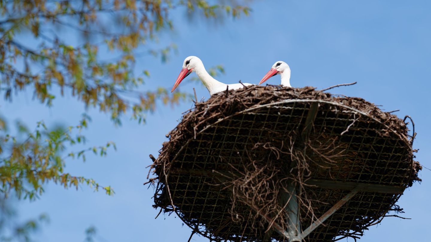 Viel Sonne und blauer Himmel sind auch für heute vorhergesagt. (Archivbild) Foto: Uwe Anspach/dpa