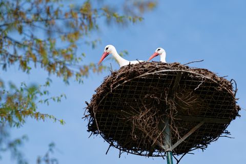 Viel Sonne und blauer Himmel sind auch für heute vorhergesagt. (Archivbild) Foto: Uwe Anspach/dpa