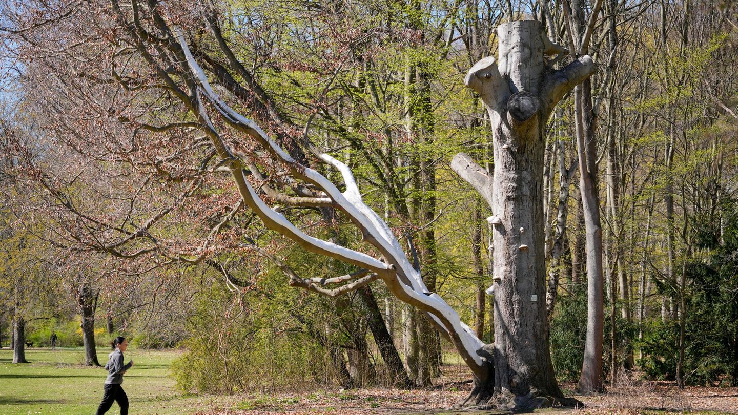 Die Grünämter der Bezirke überprüfen die Bäume. Foto: Soeren Stache/dpa