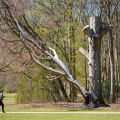 Die Grünämter der Bezirke überprüfen die Bäume. Foto: Soeren Stache/dpa