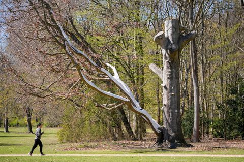 Die Grünämter der Bezirke überprüfen die Bäume. Foto: Soeren Stache/dpa