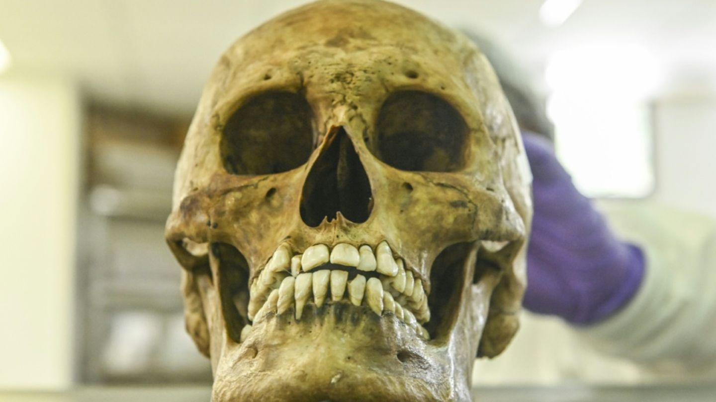 Menschlicher Schädel