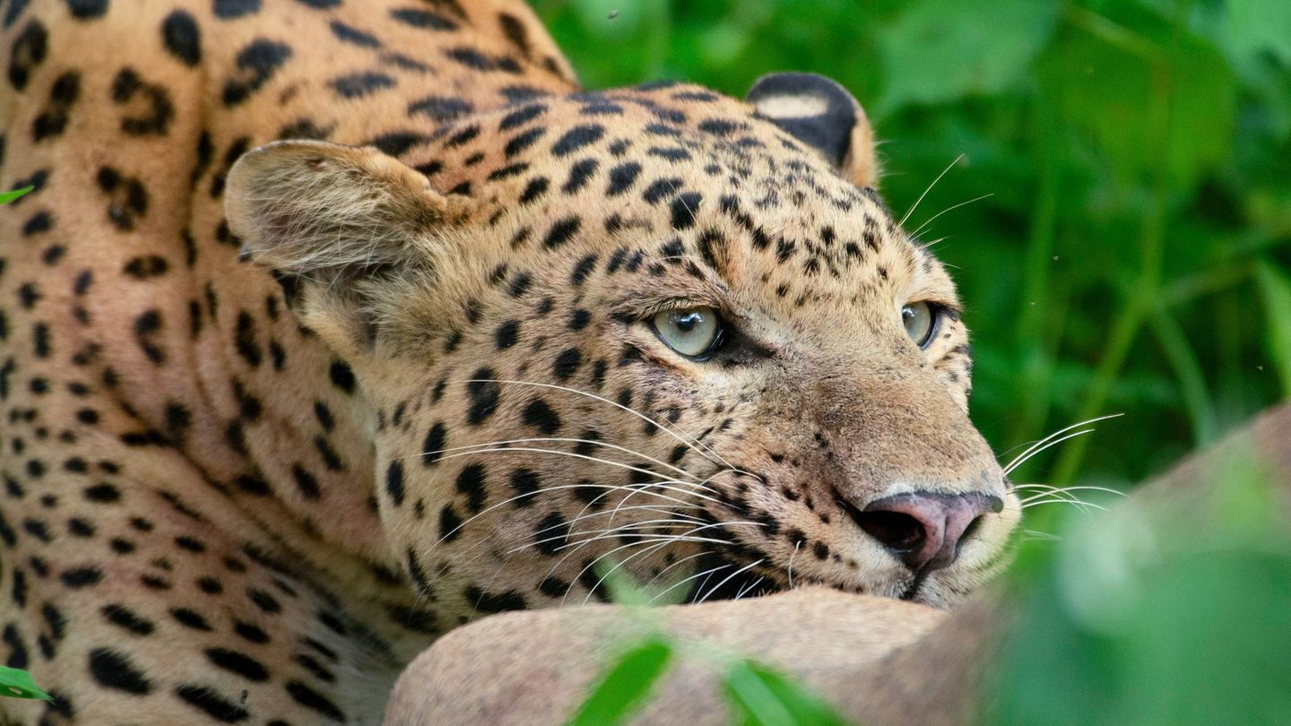 "Die Leoparden-Dynastie – Aufstieg eines Prinzen": Der Kampf um den Thron