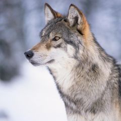 Wolf in Wyoming