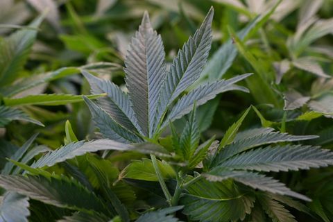 In Sachsen sind 25 Cannabis-Anbauvereine entstanden. (Symbolbild) Foto: Michael Brandt/dpa