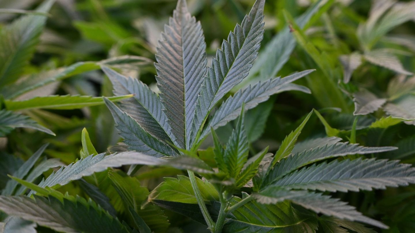 In Sachsen sind 25 Cannabis-Anbauvereine entstanden. (Symbolbild) Foto: Michael Brandt/dpa