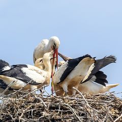 Attraktiver Nistplatz: In Thüringen nimmt die Zahl der brütenden Störche zu. (Symbolbild) Foto: Klaus-Dietmar Gabbert/dpa-Zentra