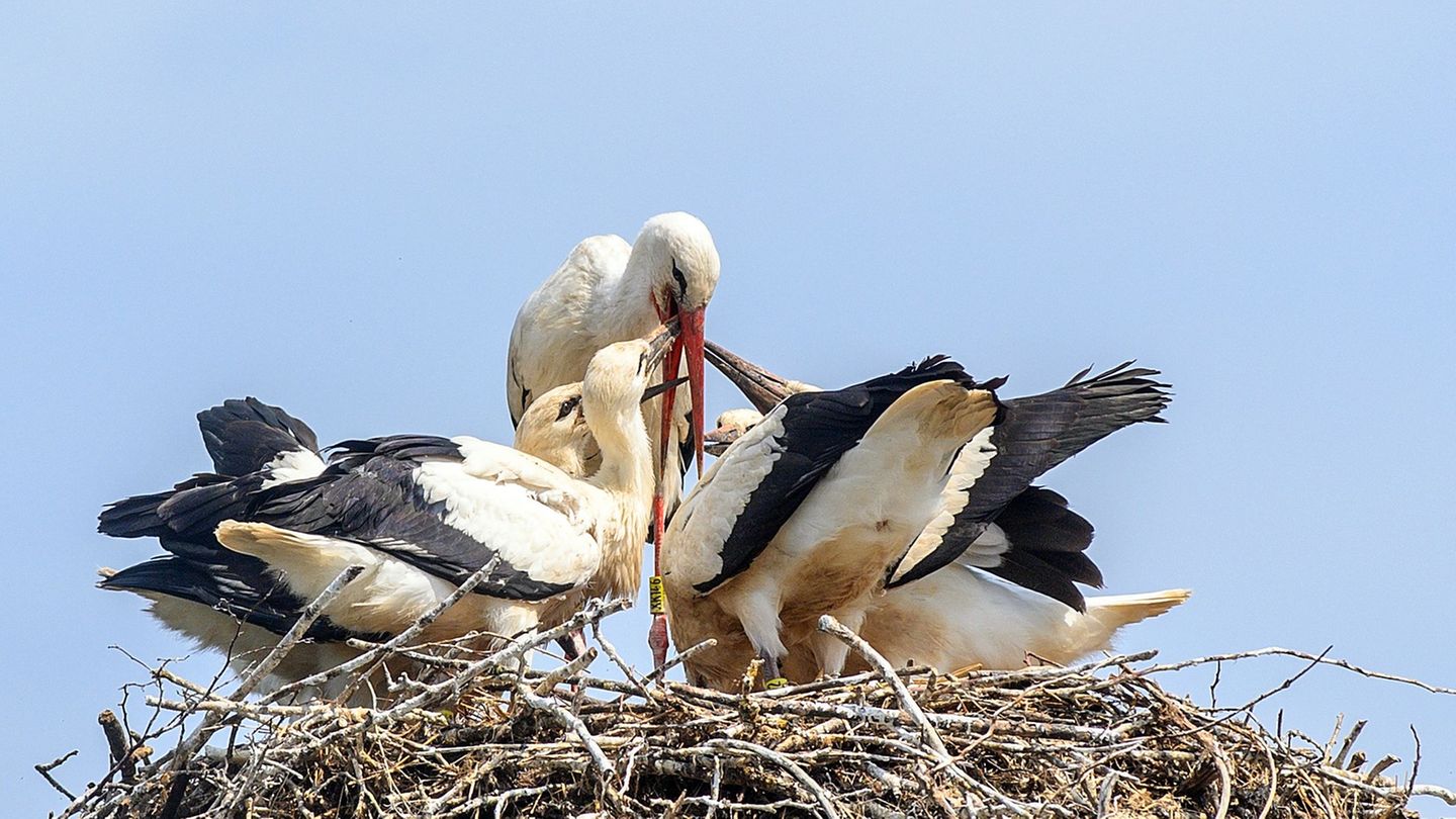Attraktiver Nistplatz: In Thüringen nimmt die Zahl der brütenden Störche zu. (Symbolbild) Foto: Klaus-Dietmar Gabbert/dpa-Zentra