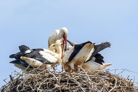 Attraktiver Nistplatz: In Thüringen nimmt die Zahl der brütenden Störche zu. (Symbolbild) Foto: Klaus-Dietmar Gabbert/dpa-Zentra