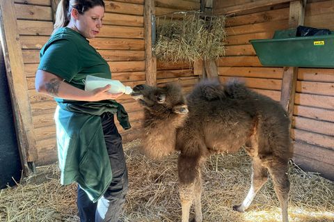 Das Trampeltierjunge entwickelt sich nach Angaben des Zoos zufriedenstellend. Foto: Marieke Groß/Neunkircher Zoo/dpa