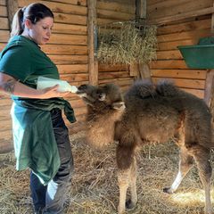 Das Trampeltierjunge entwickelt sich nach Angaben des Zoos zufriedenstellend. Foto: Marieke Groß/Neunkircher Zoo/dpa