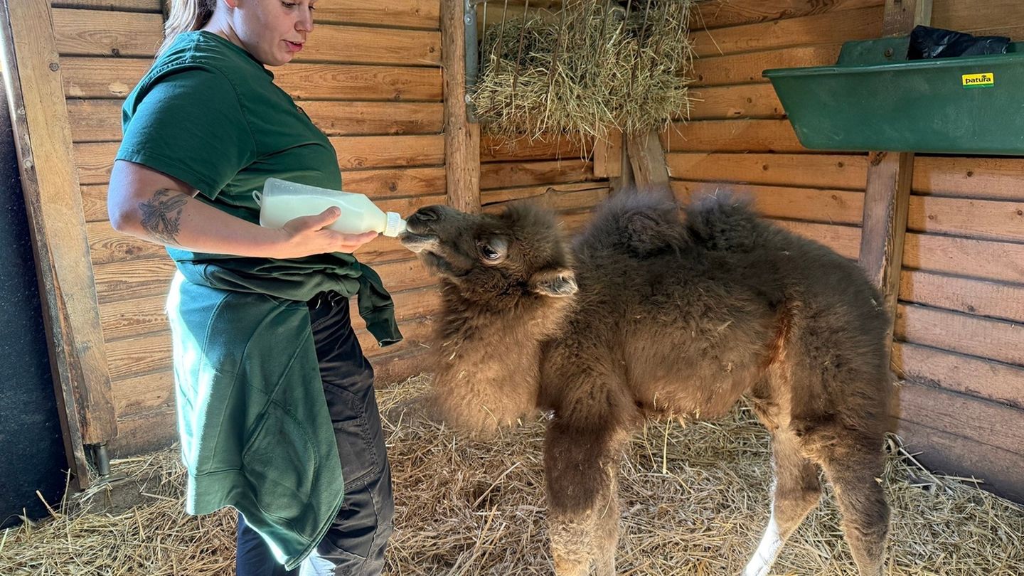 Tiere: Junges Trampeltier im Neunkircher Zoo erhält die Flasche