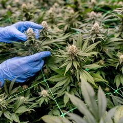 Vereine können seit dem 1. Juli 2024 Anträge für Cannabis-Anbauvereinigungen stellen, in Thüringen sind nur wenige bisher aktiv.