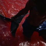 Mann zieht Delfin an Land