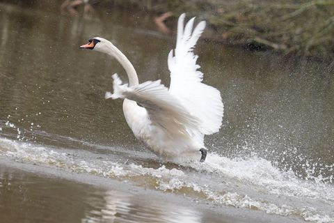 In diesem Jahr sind die Alsterschwäne im Stadtteil Ohlsdorf untergebracht - und müssen dort wegen der Vogelgrippe ein wenig läng