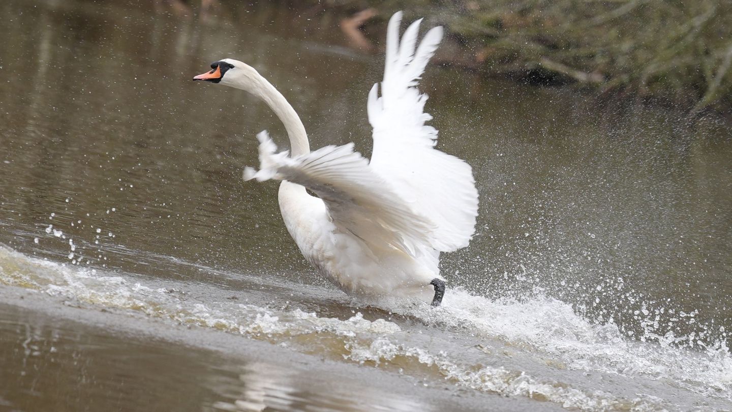 In diesem Jahr sind die Alsterschwäne im Stadtteil Ohlsdorf untergebracht - und müssen dort wegen der Vogelgrippe ein wenig läng