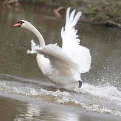 In diesem Jahr sind die Alsterschwäne im Stadtteil Ohlsdorf untergebracht - und müssen dort wegen der Vogelgrippe ein wenig läng