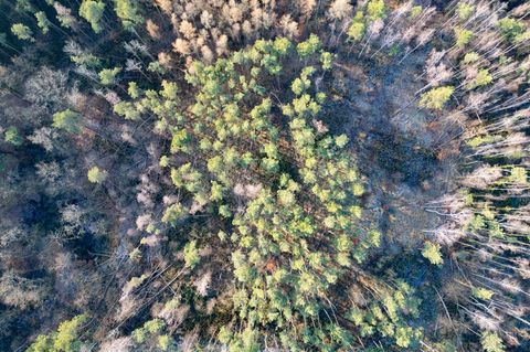 Wegen der Trockenheit steigt die Waldbrandgefahr. (Archivbild) Foto: Robert Michael/dpa