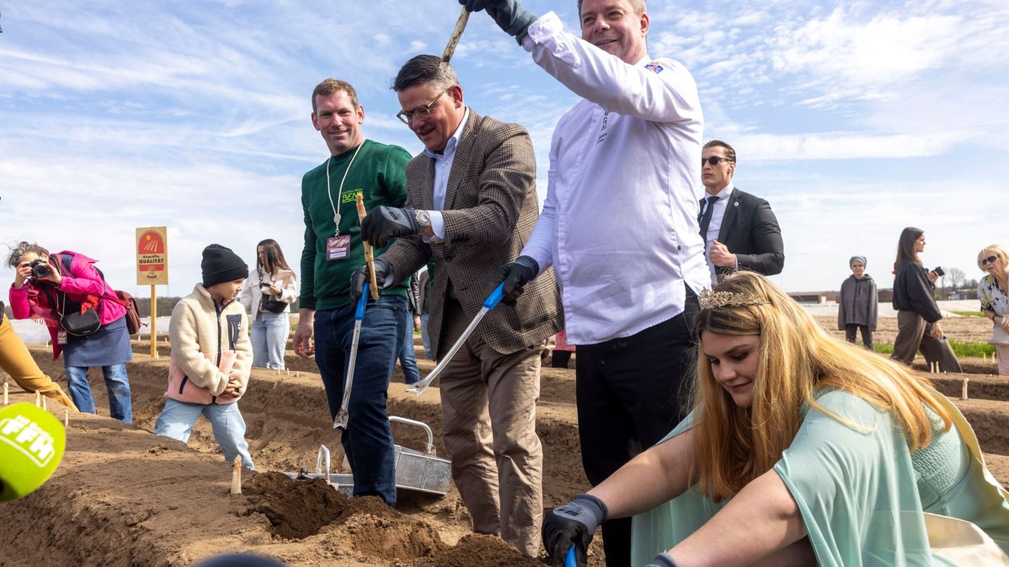 Regierungschef Rhein sticht ersten Spargel. Foto: Helmut Fricke/dpa