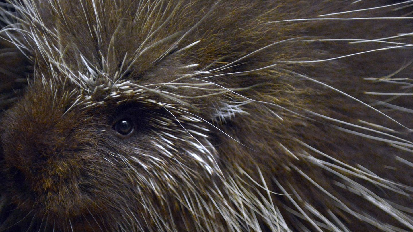 Baumstachler können unmittelbar nach der Geburt schon klettern. (Archivbild) Foto: picture alliance / dpa