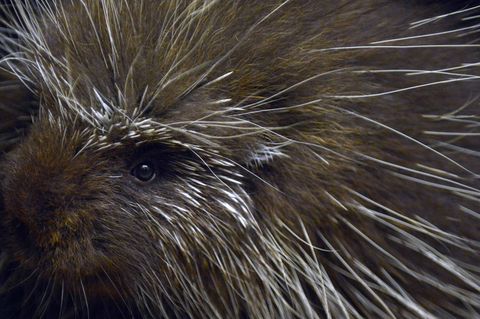 Baumstachler können unmittelbar nach der Geburt schon klettern. (Archivbild) Foto: picture alliance / dpa