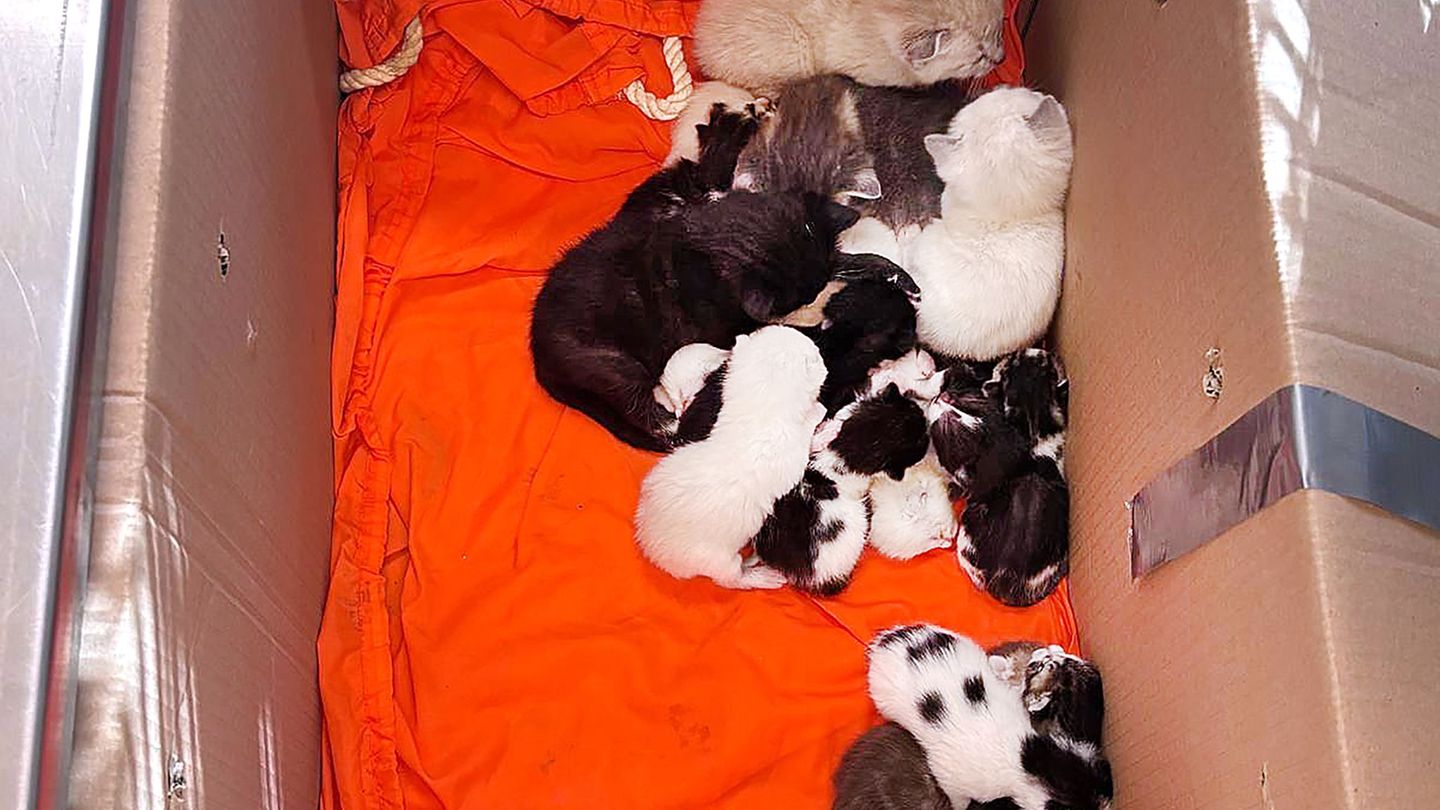 Bremen: Mann entdeckt Kartons voller Katzenbabys am Friedhof