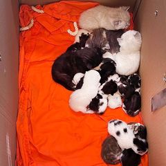 Nach dem Fund von 20 Katzenbabys und drei ausgewachsene Katzen in verschlossenen Kartons ermittelt die Bremer Polizei wegen Vers