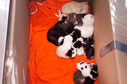 Nach dem Fund von 20 Katzenbabys und drei ausgewachsene Katzen in verschlossenen Kartons ermittelt die Bremer Polizei wegen Vers
