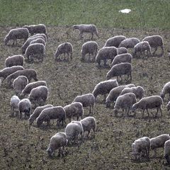 In Apolda hat ein Hund ein Lamm getötet. (Symbolbild) Foto: Jens Büttner/dpa