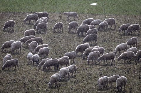 In Apolda hat ein Hund ein Lamm getötet. (Symbolbild) Foto: Jens Büttner/dpa