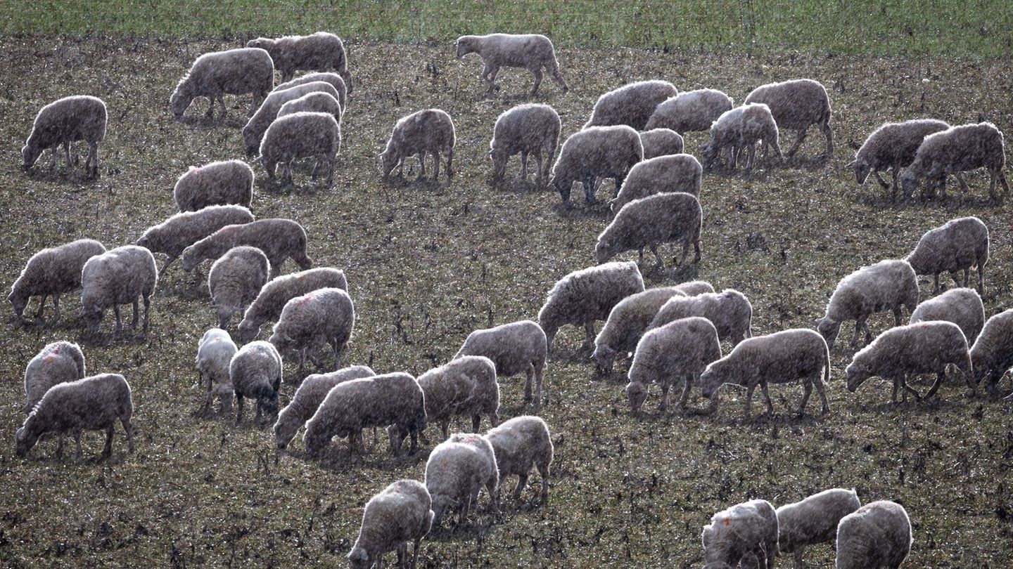 In Apolda hat ein Hund ein Lamm getötet. (Symbolbild) Foto: Jens Büttner/dpa