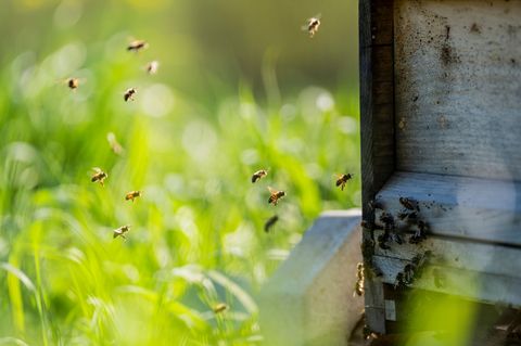 Gefahr im Anflug? Honigreste im Altglascontainer sind ein Problem (Archivbild) Foto: Andreas Arnold/dpa