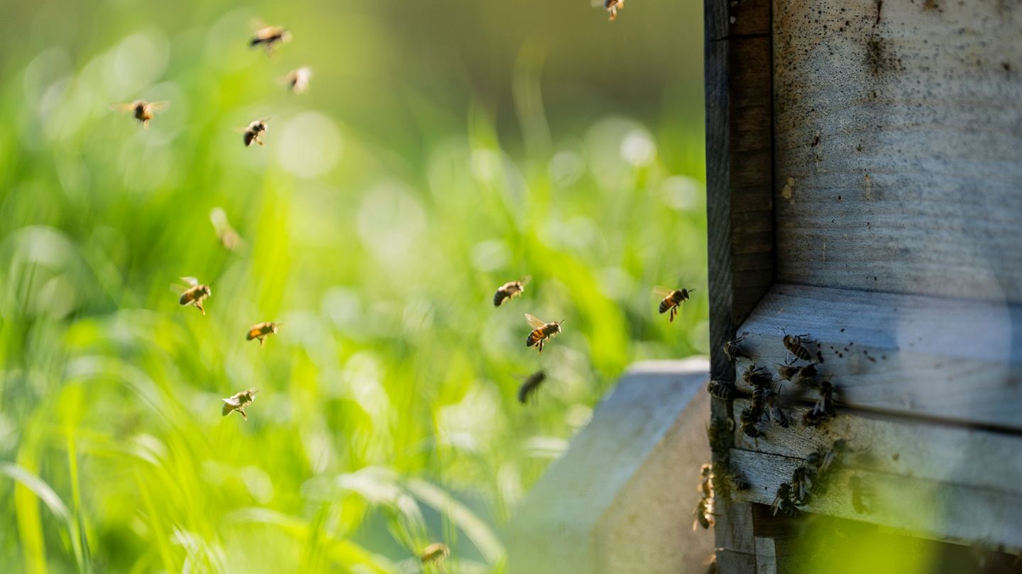 Gefahr im Anflug? Honigreste im Altglascontainer sind ein Problem (Archivbild) Foto: Andreas Arnold/dpa