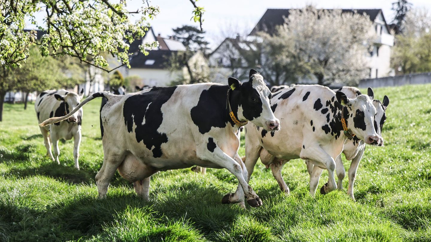 Milchkühe laufen beim ersten Weidegang auf eine Wiese in Leverkusen. Foto: Oliver Berg/dpa