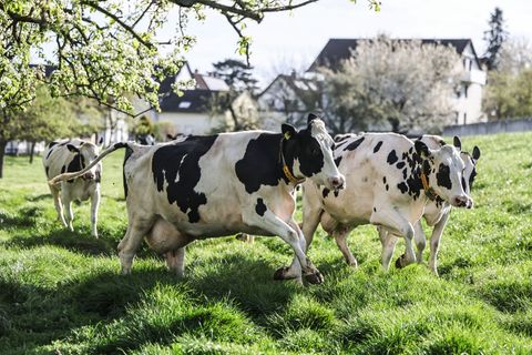 Milchkühe laufen beim ersten Weidegang auf eine Wiese in Leverkusen. Foto: Oliver Berg/dpa