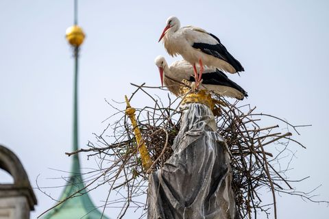 Die Störche wollen auf dem Haupt der Mutter Gottes ihr Nest bauen. Foto: Peter Kneffel/dpa