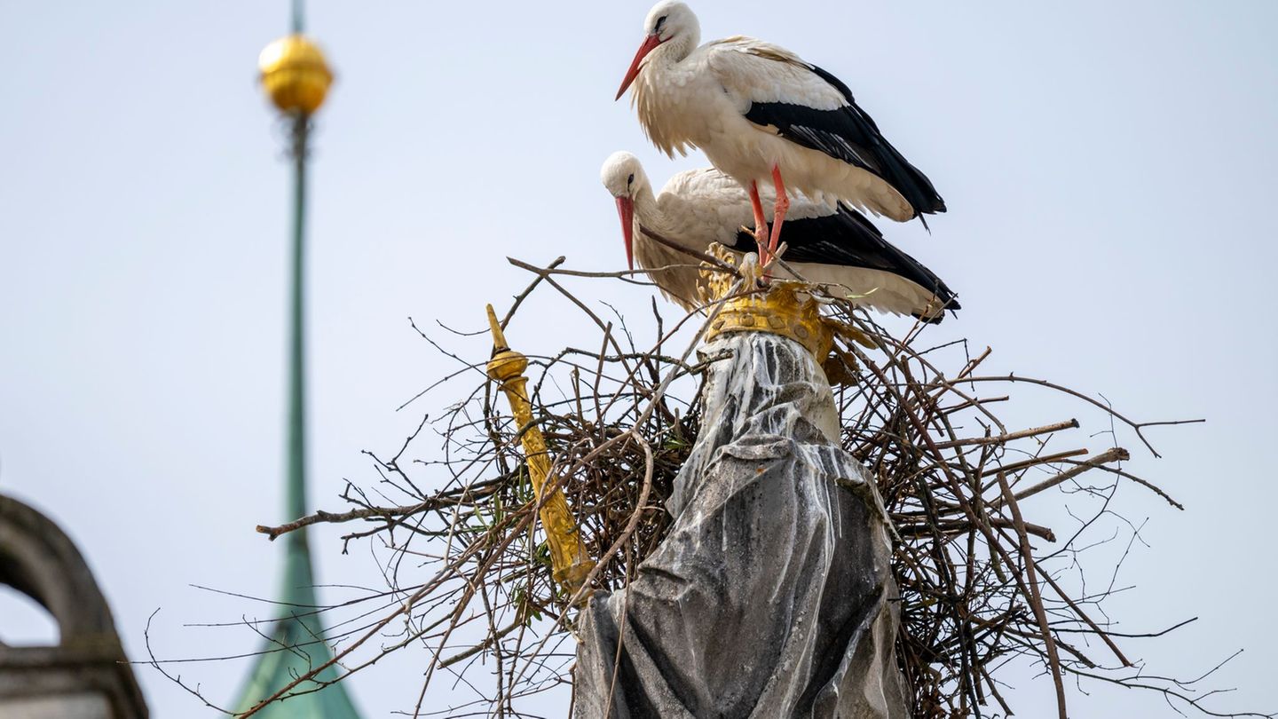 Tiere machen Sachen: Störche und die Mutter Gottes - Nistversuch auf Mariensäule