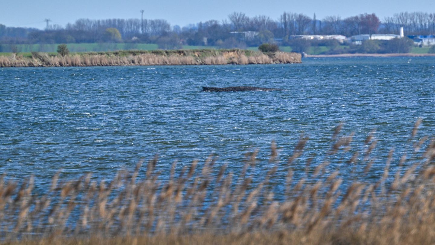 Meinung: Warum wir alle ein bisschen Buckelwal sind