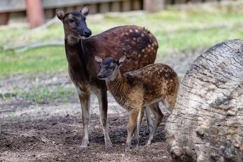 Das weibliche Jungtier Aurea steht mit Mutter Rusa im Gehege im Kölner Zoo. Die Prinz-Alfred-Hirsche sind sehr selten. Foto: Hen