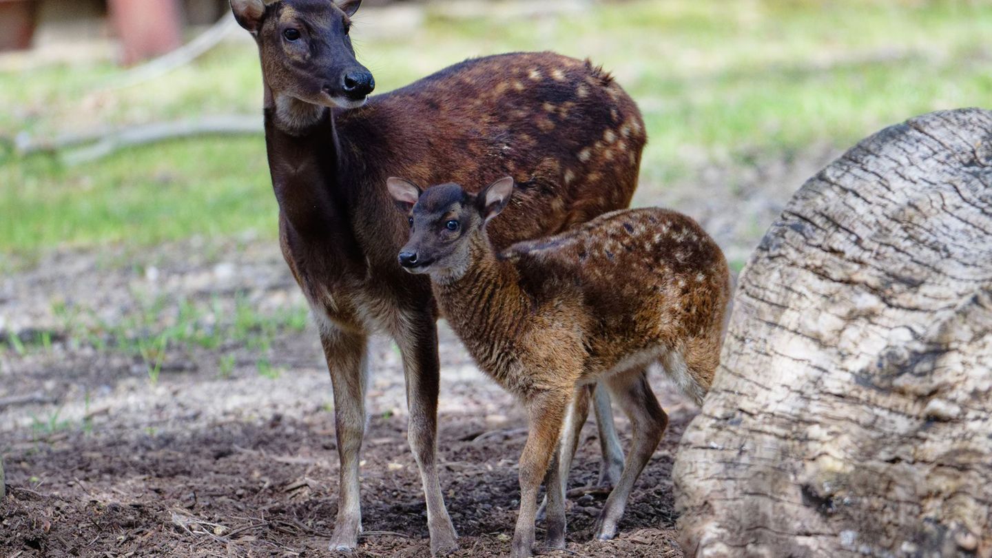 Tierbabys: Jungtier der seltenen Prinz-Alfred-Hirsche im Kölner Zoo