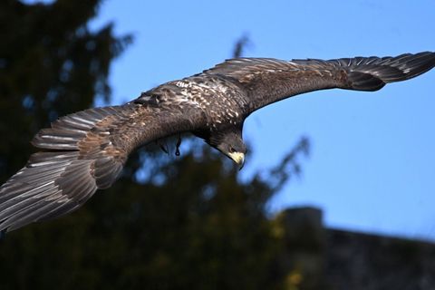 Romeo ist ein großer dunkler Vogel mit Bändern an den Füßen. Er hat eine Flügelspannweite von rund zwei Metern. Foto: -/Greifenw