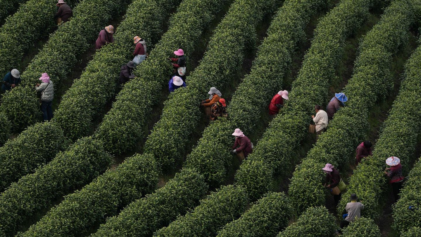 Zhejiang, China. Arbeiter ernten weißen Tee auf einer Teeplantage im Kreis Anji in Ostchina. Weißer Tee gilt als eine der empfindlichsten Teesorten, da er kaum behandelt wird.