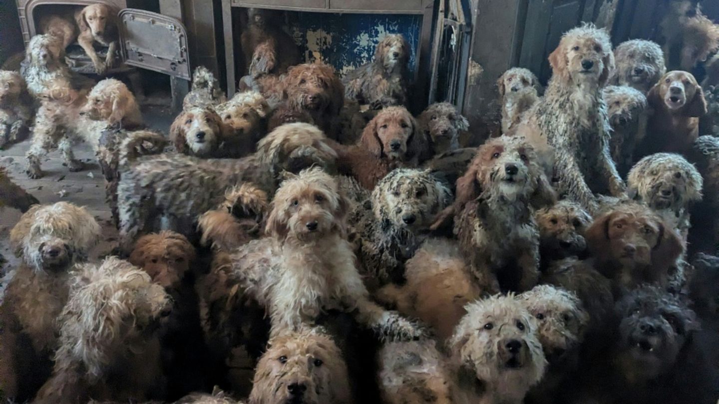 Britische Tierschützer retten 250 Hunde aus einem einzigen Haushalt
