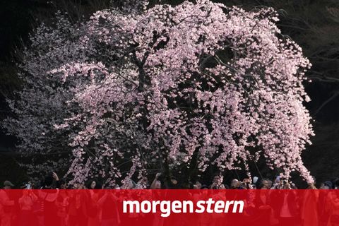 Tokio Kirschblüte