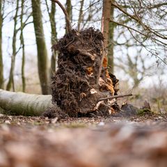 Das tödliche Unglück in Schleswig-Holstein bewegt Waldbesucher (Archivbild) Foto: Daniel Reinhardt/dpa