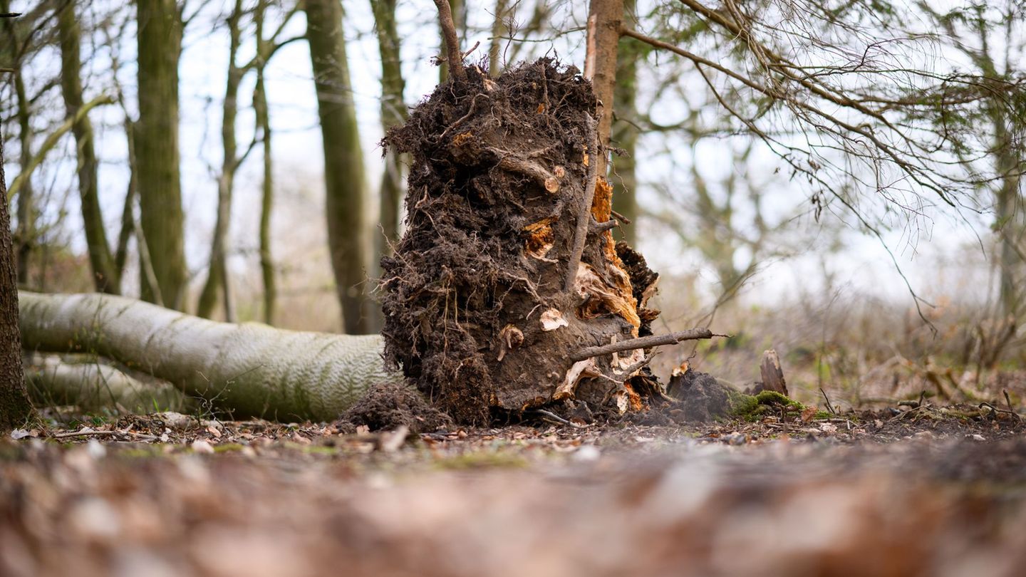 Das tödliche Unglück in Schleswig-Holstein bewegt Waldbesucher (Archivbild) Foto: Daniel Reinhardt/dpa
