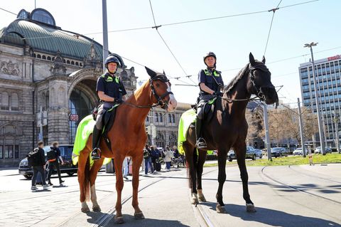 Schon allein wegen ihrer Größe sind die beiden Polizeipferde Quickly (l) und Remus (r) von Weitem sichtbar. Das soll Kriminelle