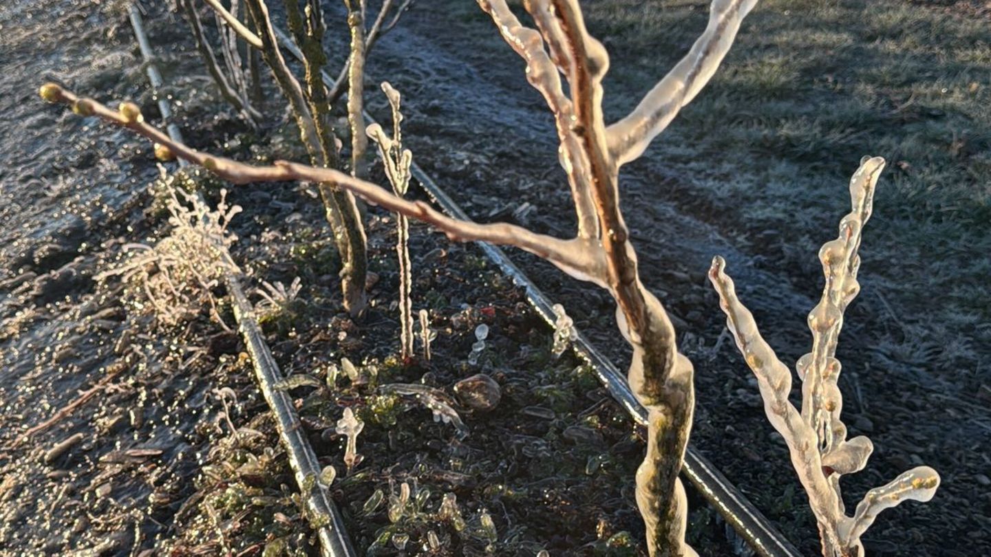 Frostschutzberegnunag sorgt für eine Art Eispanzer auf Heidelbeer-Pflanzen in Kremmen im Kreis Oberhavel. Die Methode soll Blüte