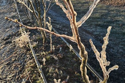 Frostschutzberegnunag sorgt für eine Art Eispanzer auf Heidelbeer-Pflanzen in Kremmen im Kreis Oberhavel. Die Methode soll Blüte